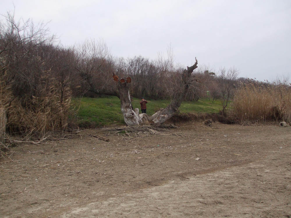 TANCABESTI SECAT - DSCF3441.jpg